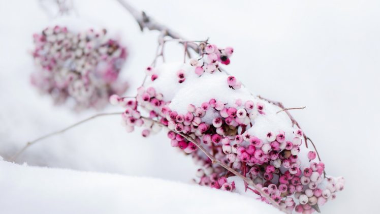 berries, Snow HD Wallpaper Desktop Background