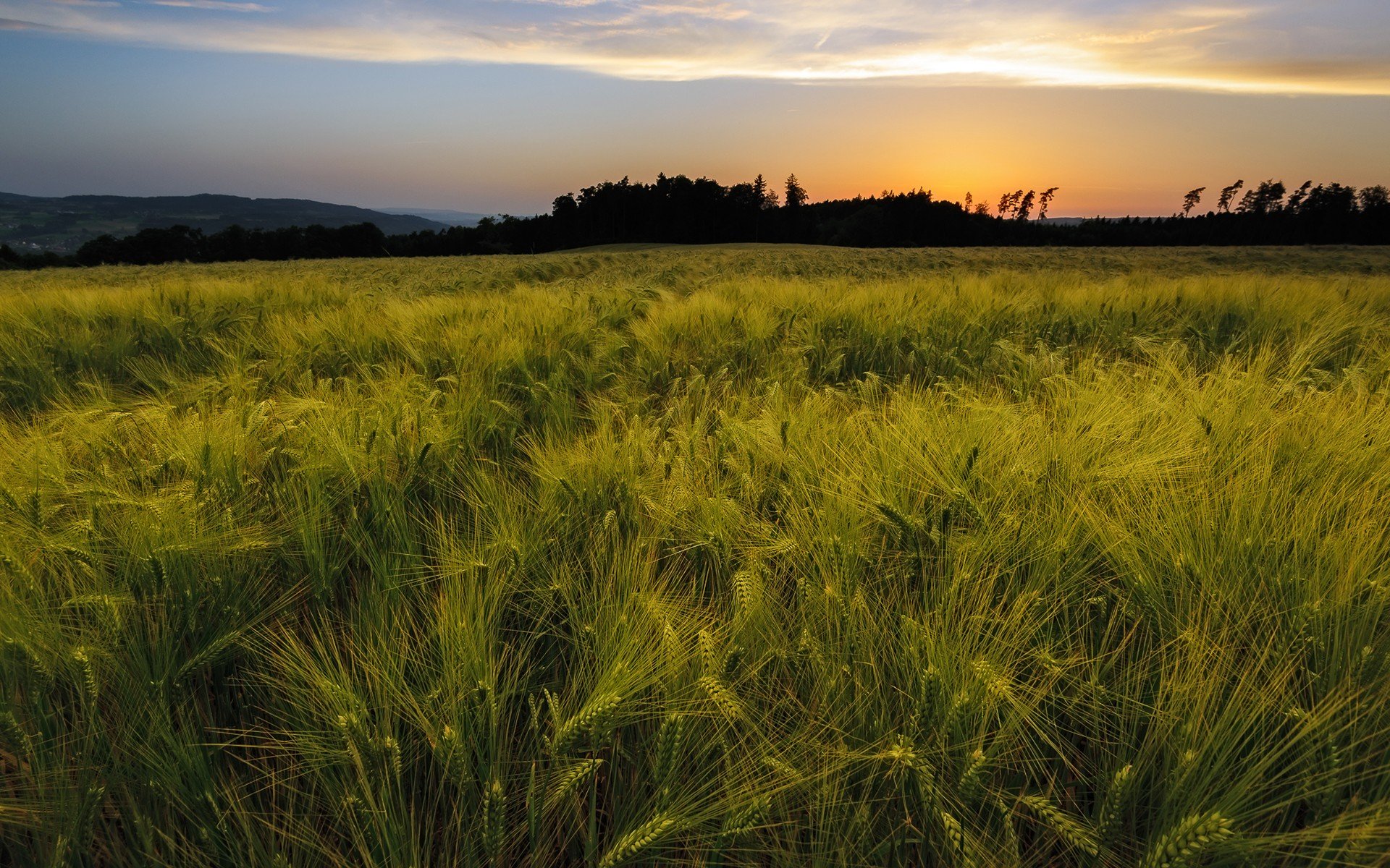 field Wallpaper