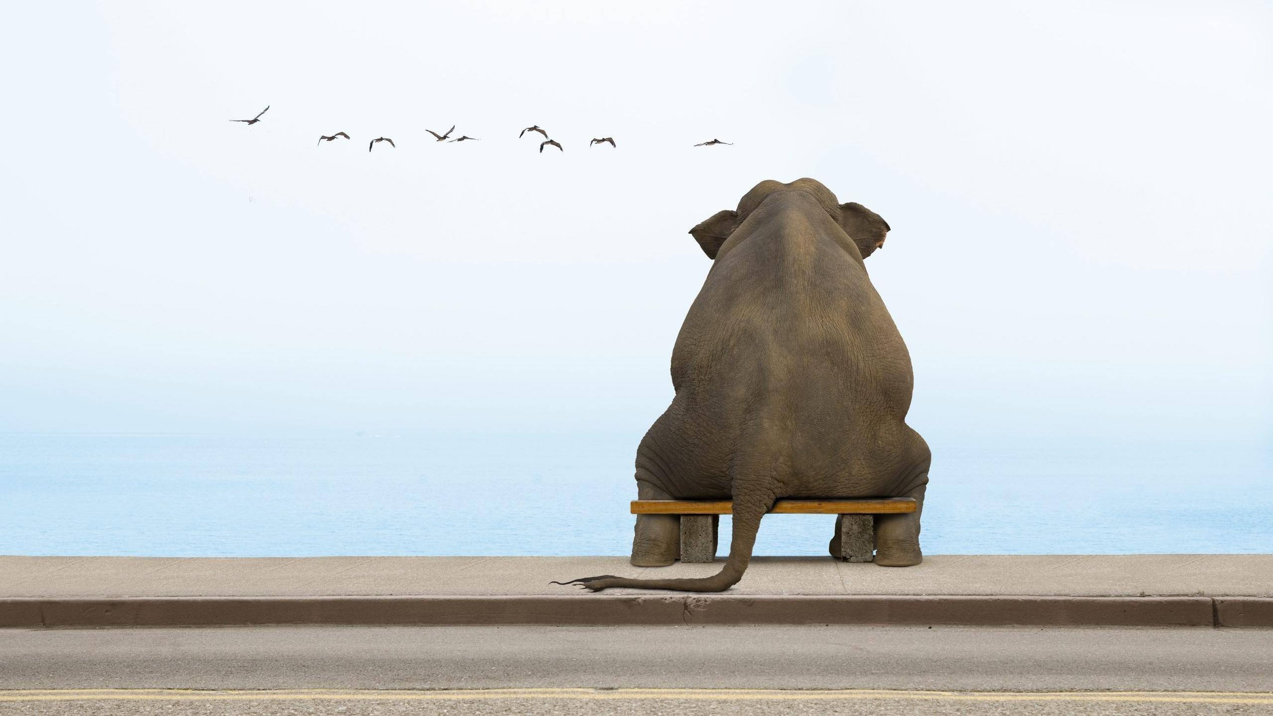 elephants Wallpaper