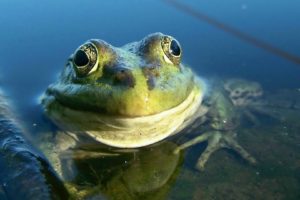 frog, Amphibian, Water