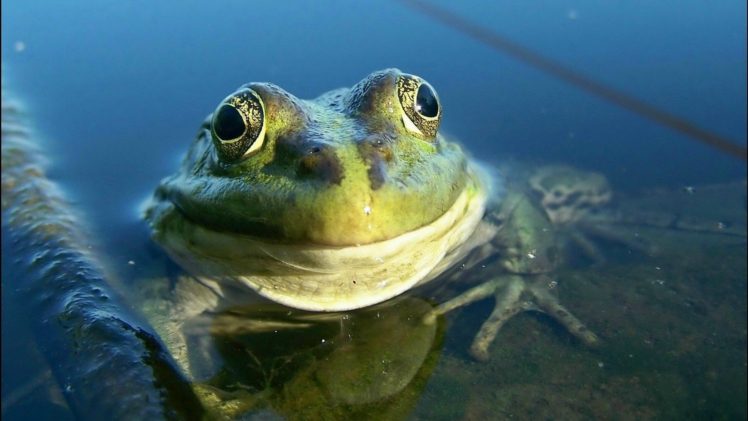 frog, Amphibian, Water HD Wallpaper Desktop Background