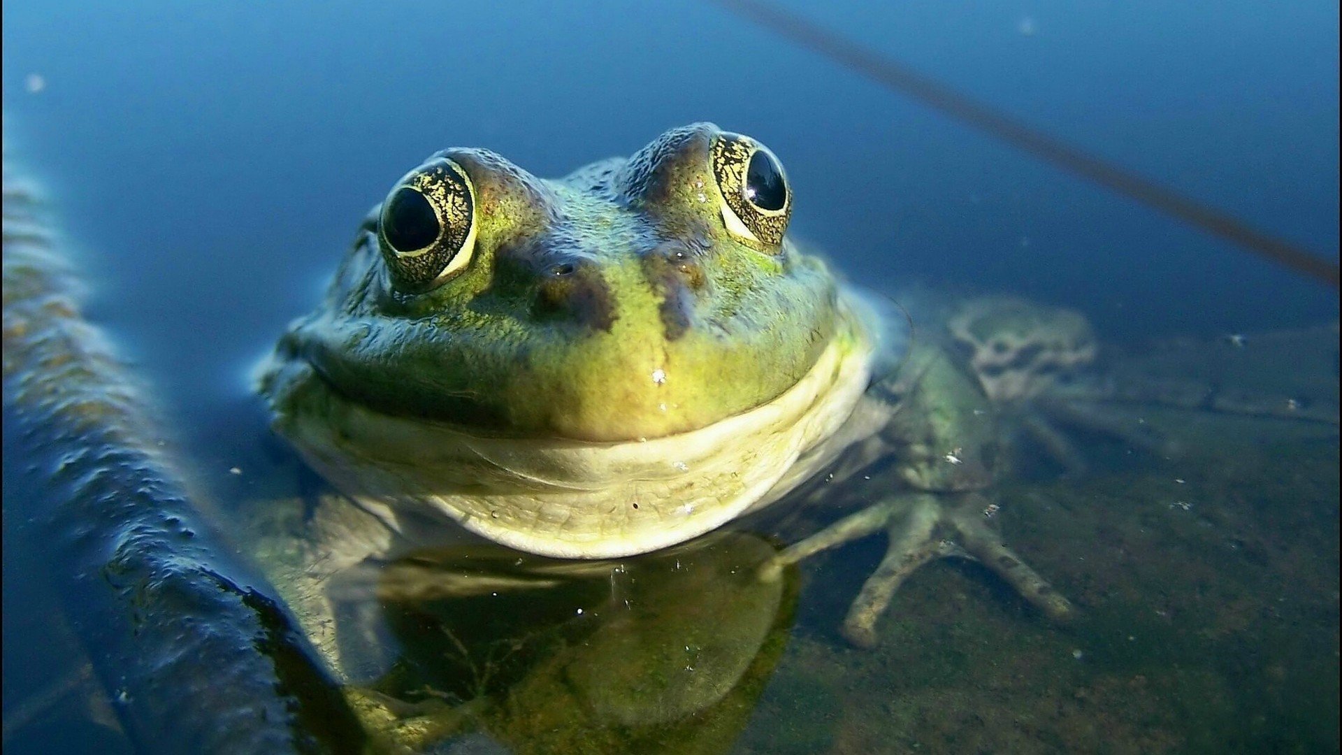 frog, Amphibian, Water Wallpaper