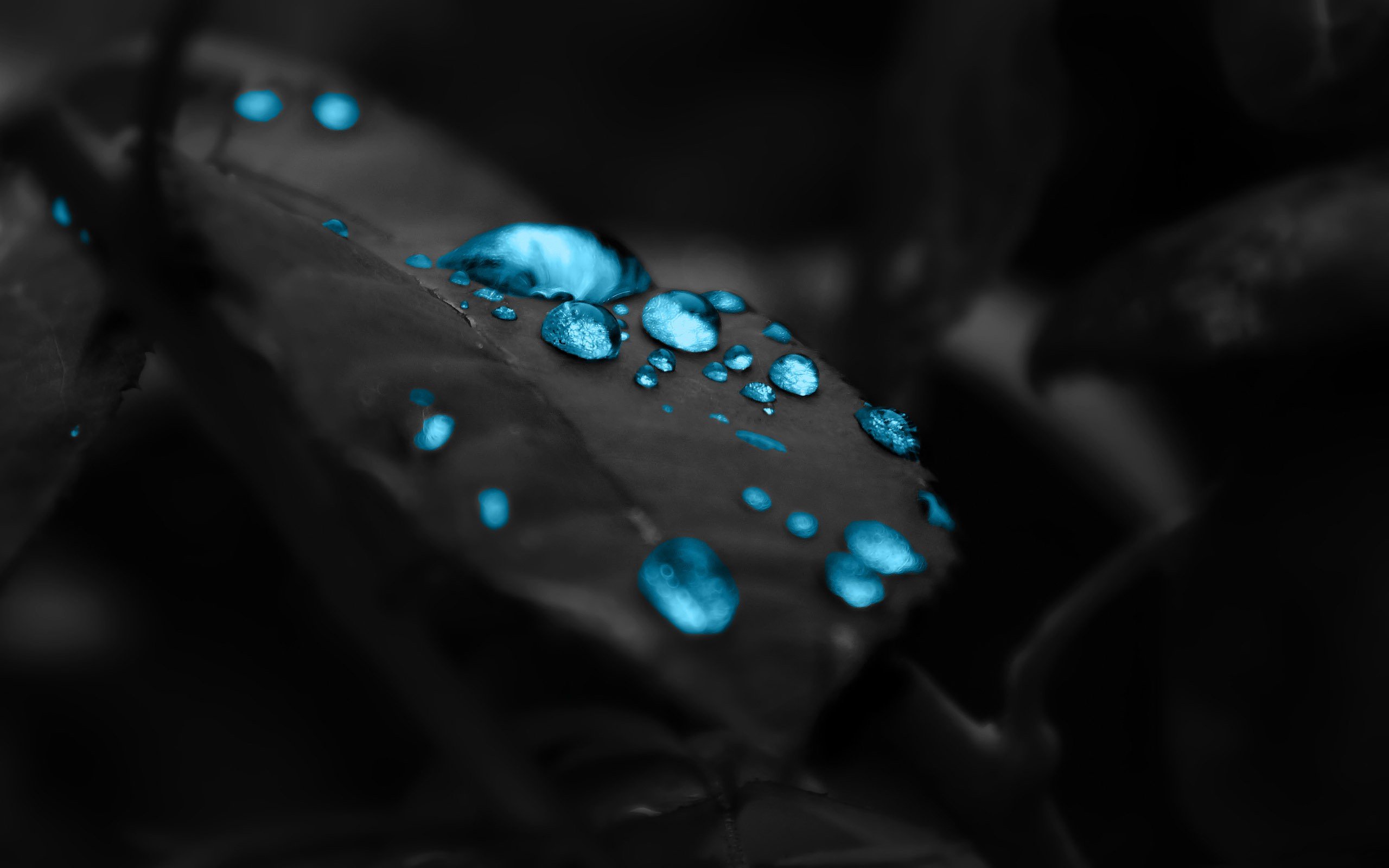 water drops, Leaves, Blue Wallpaper