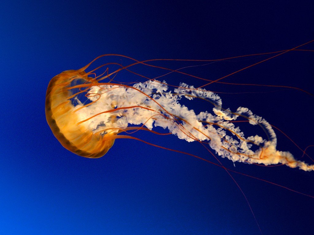 jellyfish Wallpaper