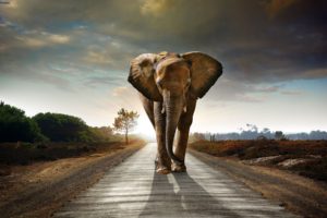 elephants, Road