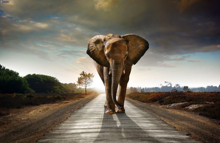 elephants, Road HD Wallpaper Desktop Background