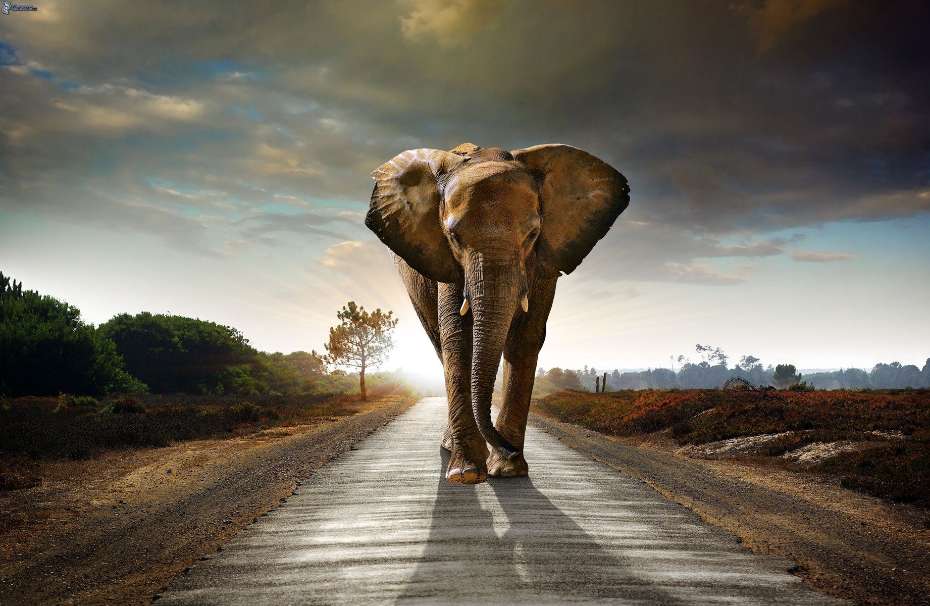 elephants, Road Wallpaper
