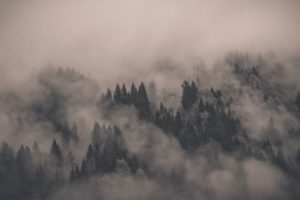 trees, Mist, Dark