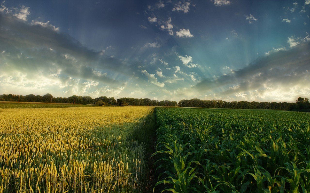 field Wallpaper