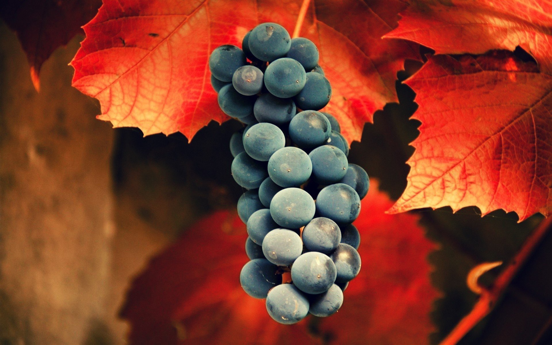 leaves, Grapes Wallpaper