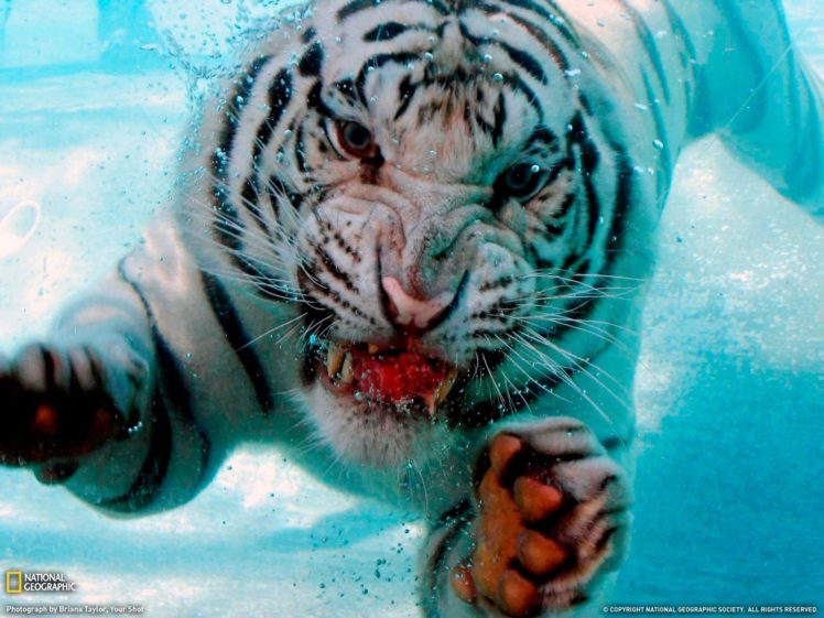 white tigers HD Wallpaper Desktop Background