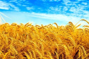 Ukraine, Field, Wheat, Crops