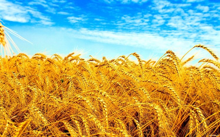 Ukraine, Field, Wheat, Crops HD Wallpaper Desktop Background