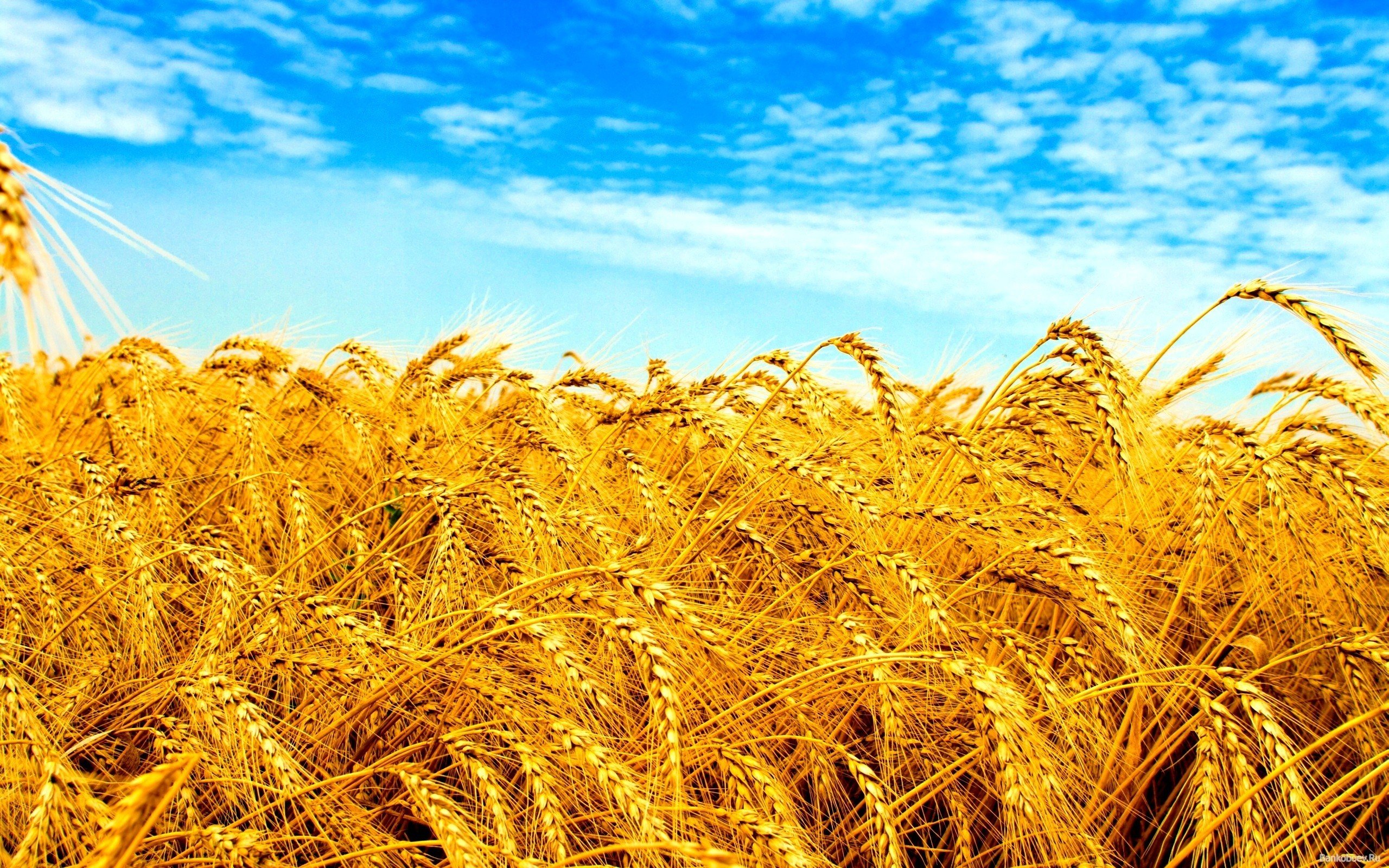 Ukraine, Field, Wheat, Crops Wallpaper