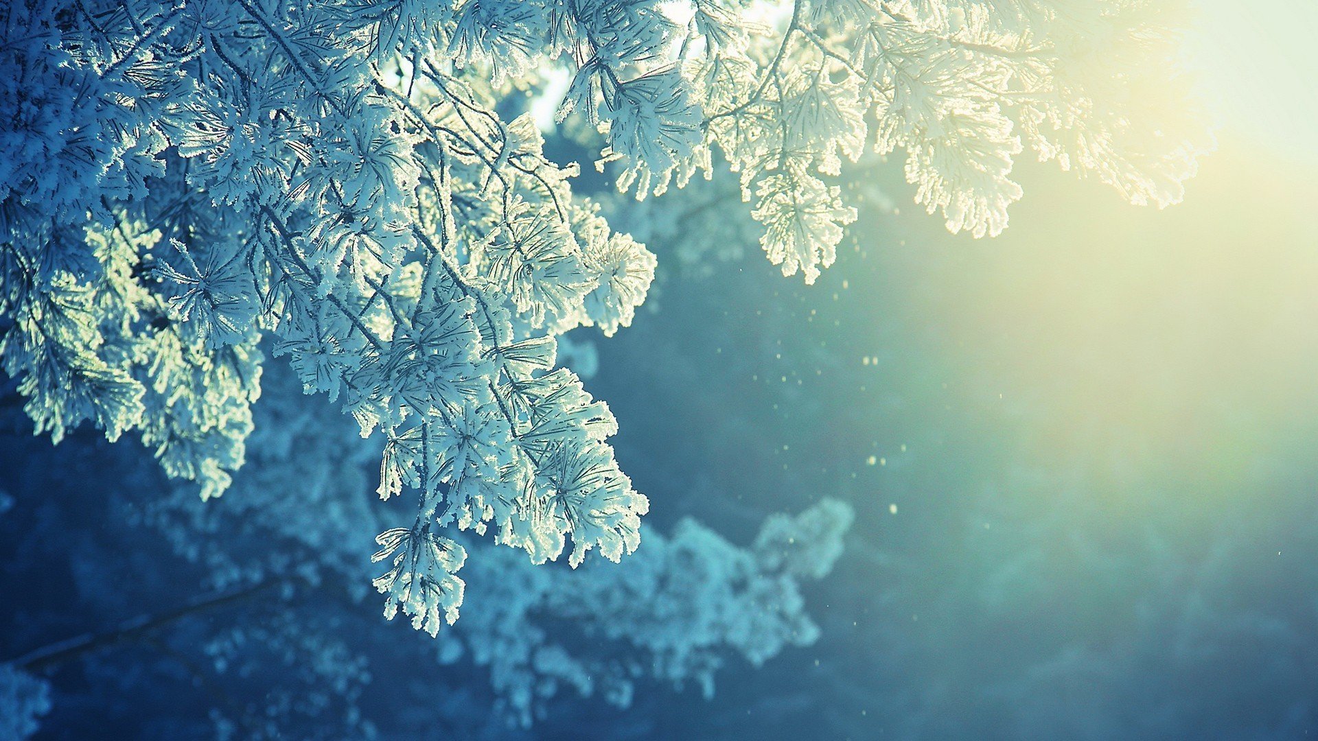 cold, Frost, Sunlight, Trees, Snow Wallpaper