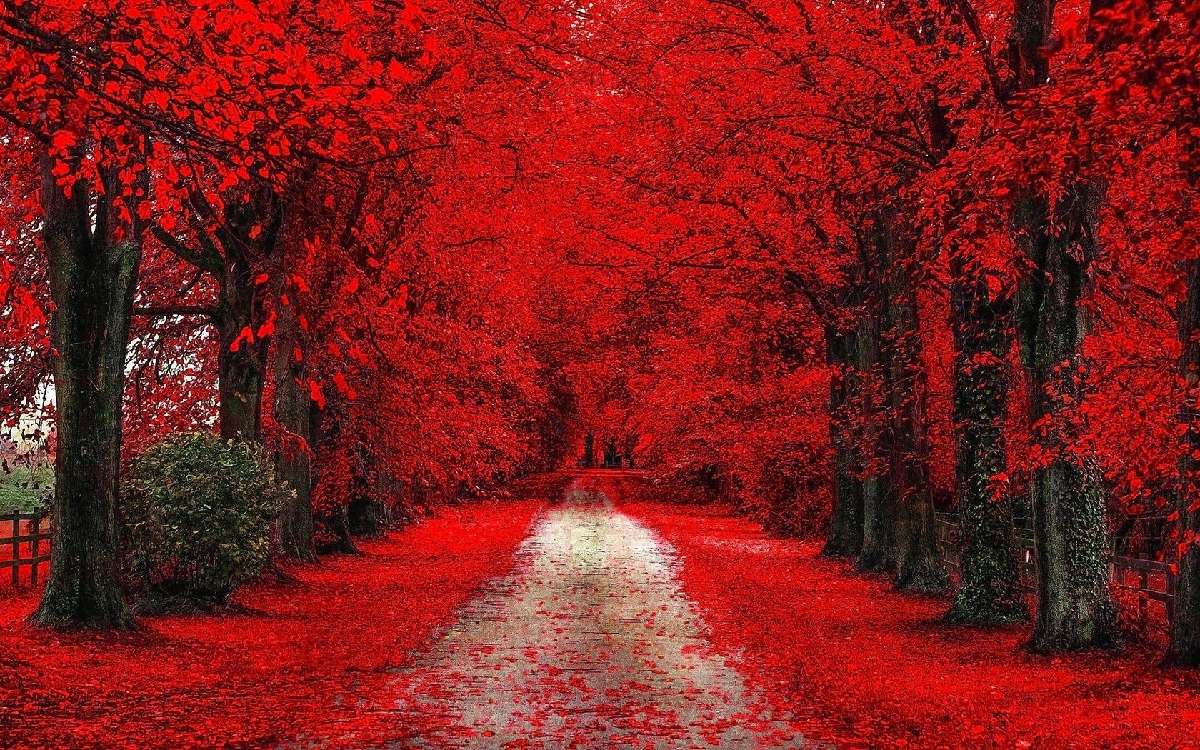 Red Tree Blur Background Hd - Eperka