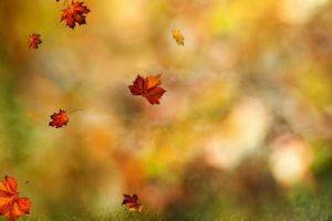 leaves, Windy, Fall, Blurred