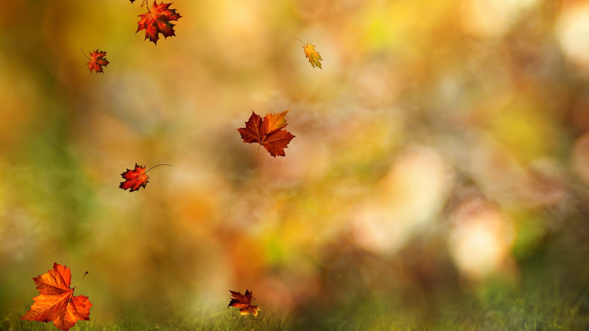 leaves, Windy, Fall, Blurred Wallpaper