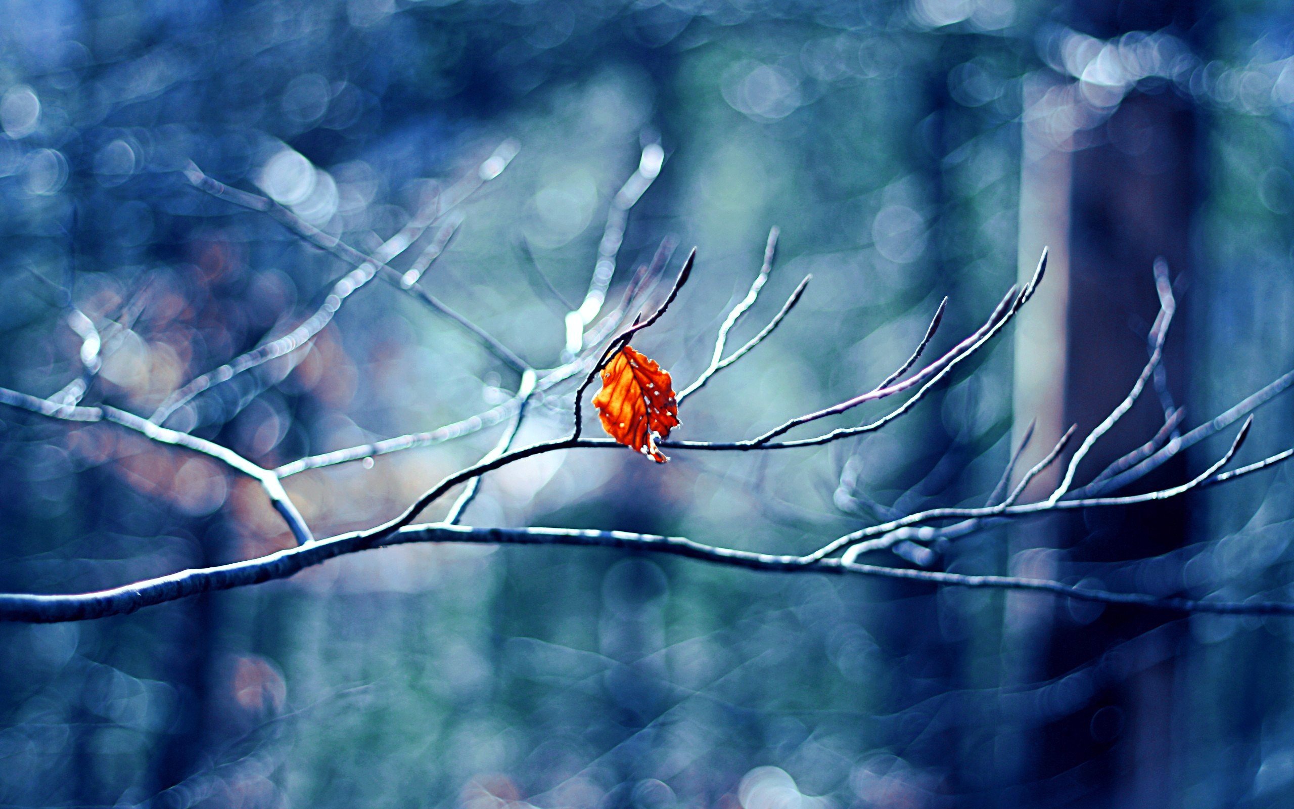 leaves, Twigs, Depth of field, Bokeh, Macro Wallpaper