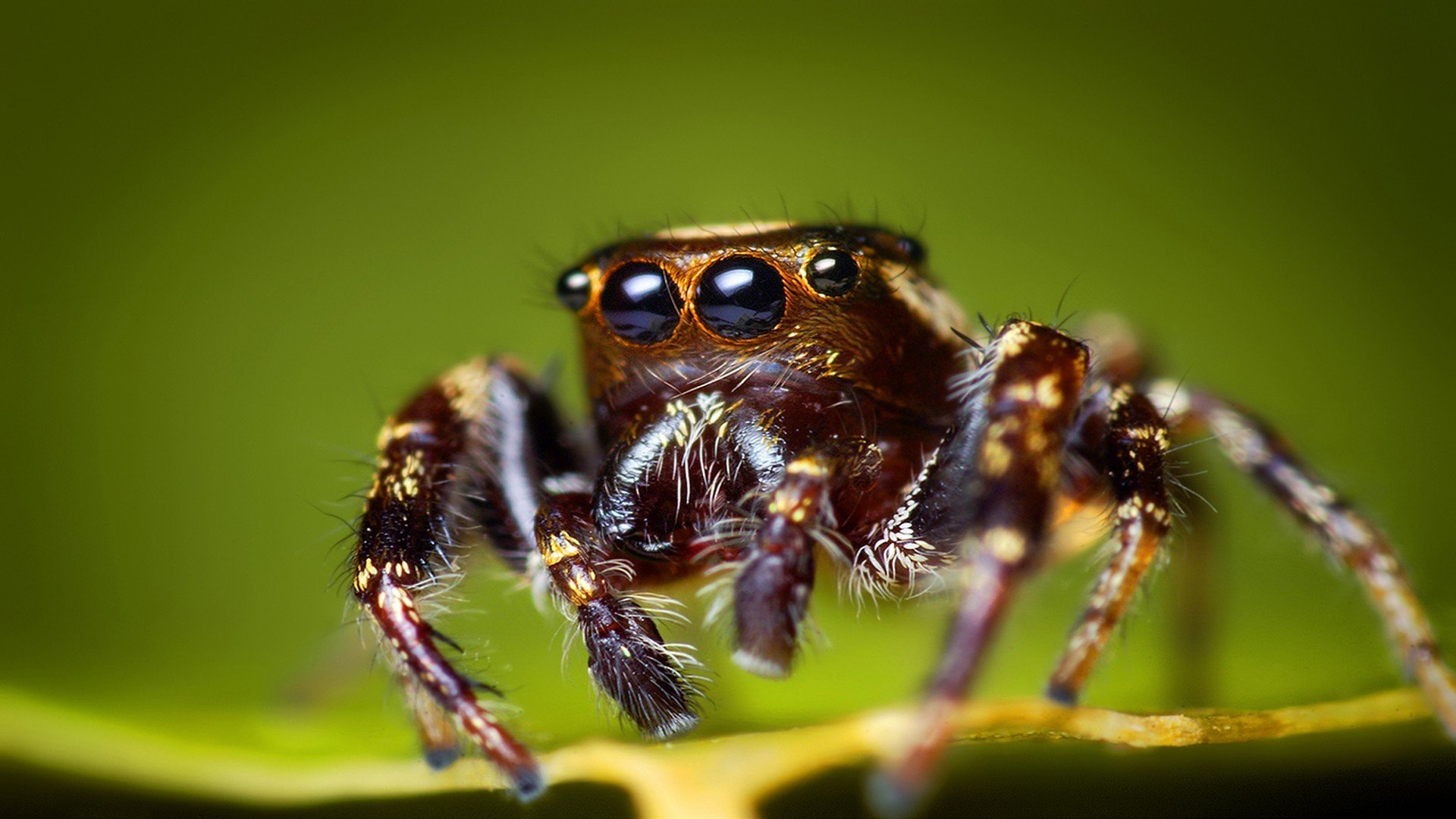 spider, Jumping Spider Wallpaper