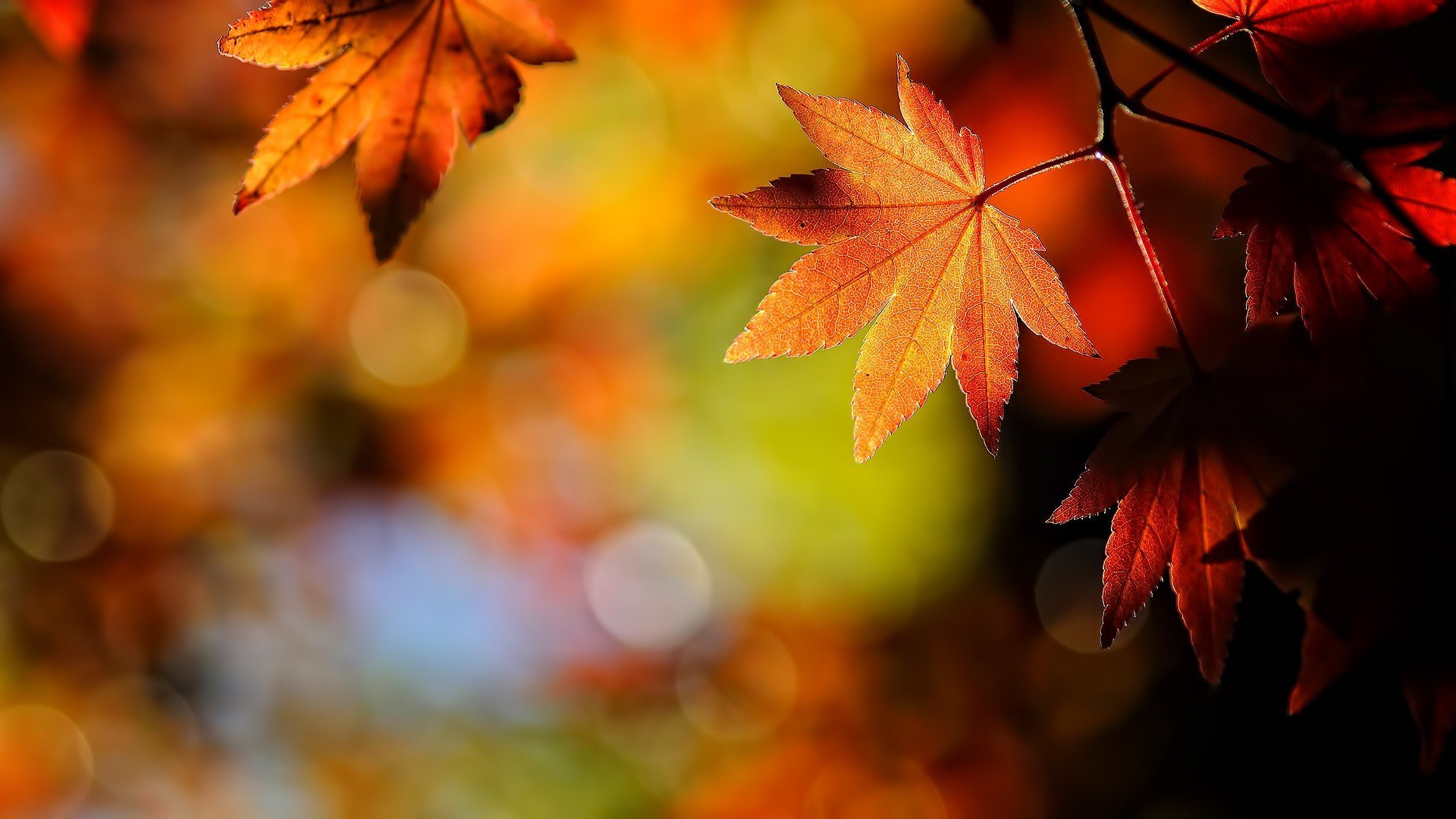 macro, Depth of field, Leaves, Maple leaves, Bokeh, Fall Wallpaper