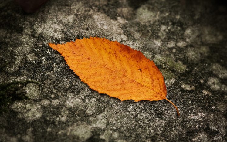 leaves, Fall HD Wallpaper Desktop Background