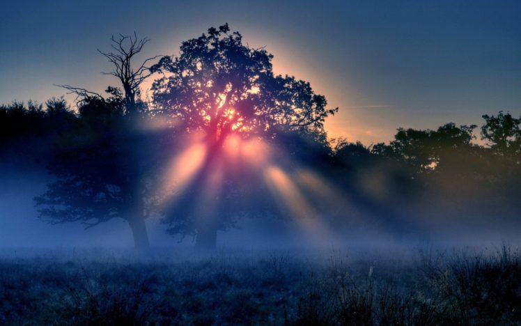 sunrise, Mist, Trees HD Wallpaper Desktop Background