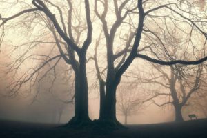 mist, Trees
