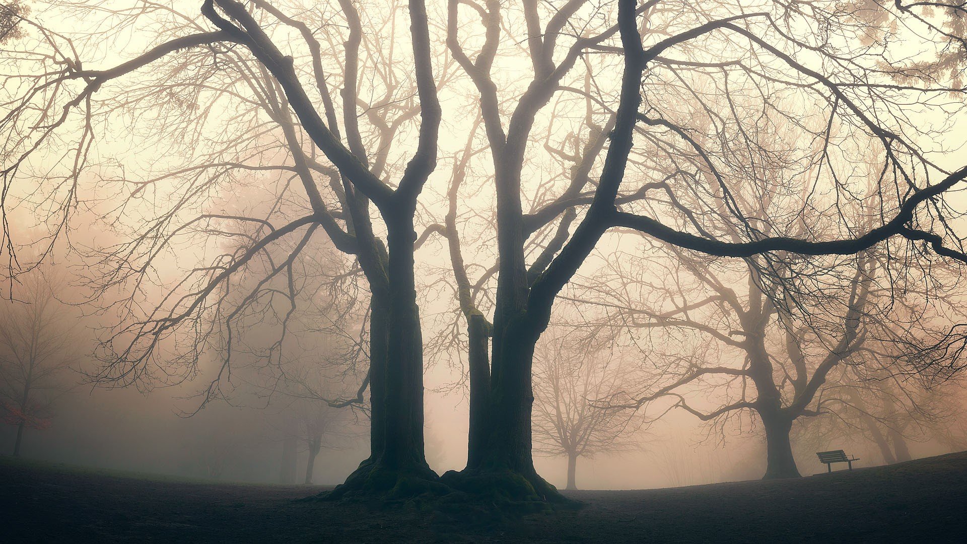 mist, Trees Wallpaper
