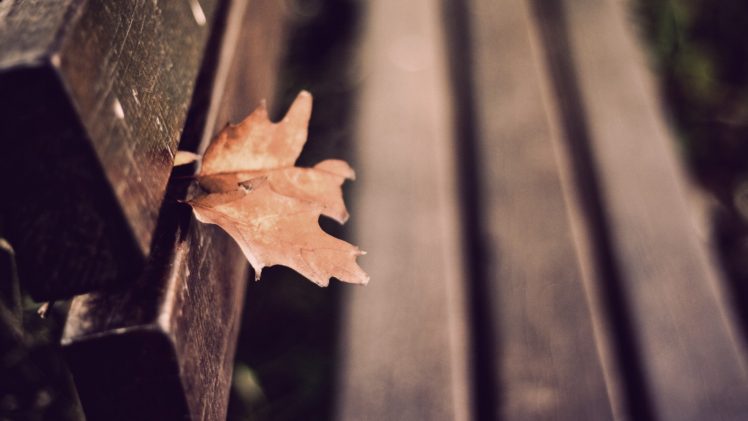 bench, Depth of field, Leaves, Fall HD Wallpaper Desktop Background