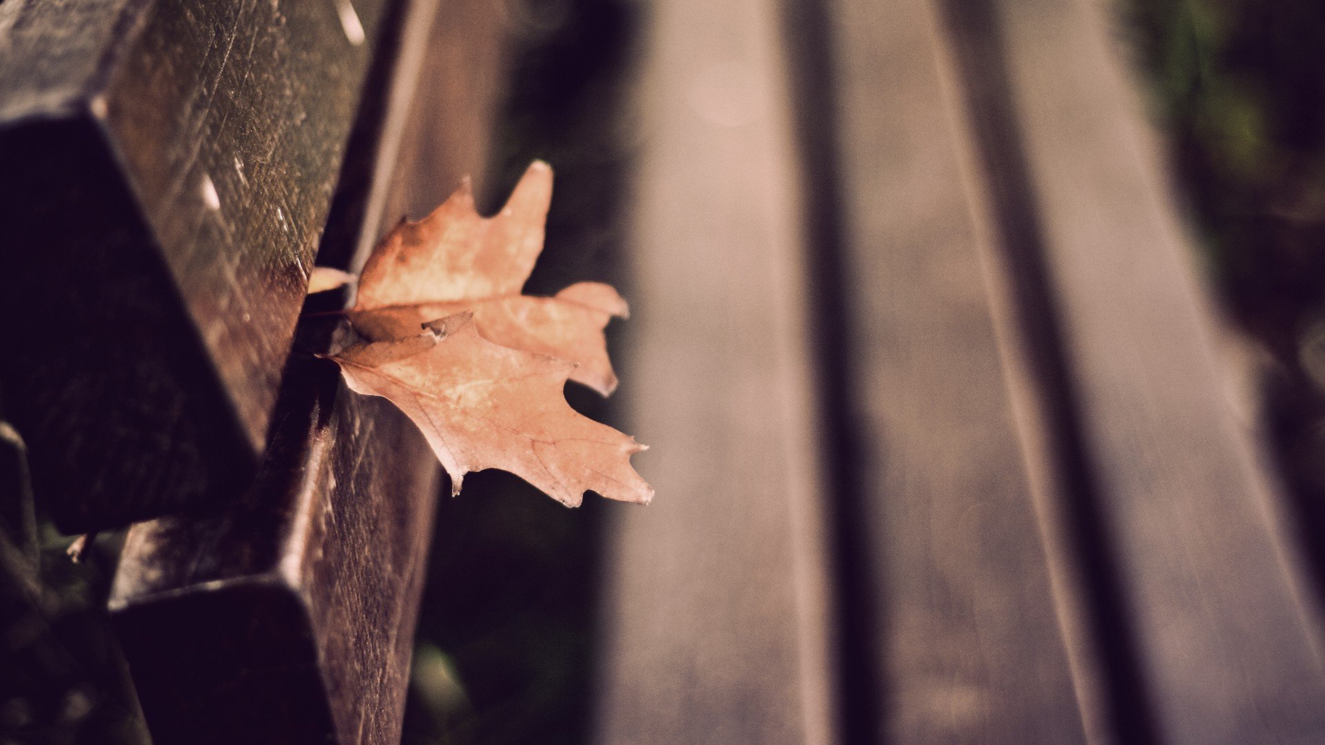 bench, Depth of field, Leaves, Fall Wallpaper