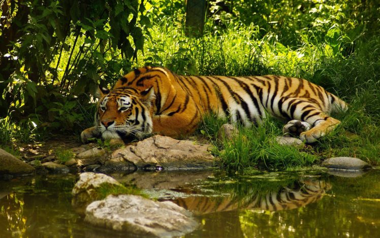 tiger, Jungles HD Wallpaper Desktop Background