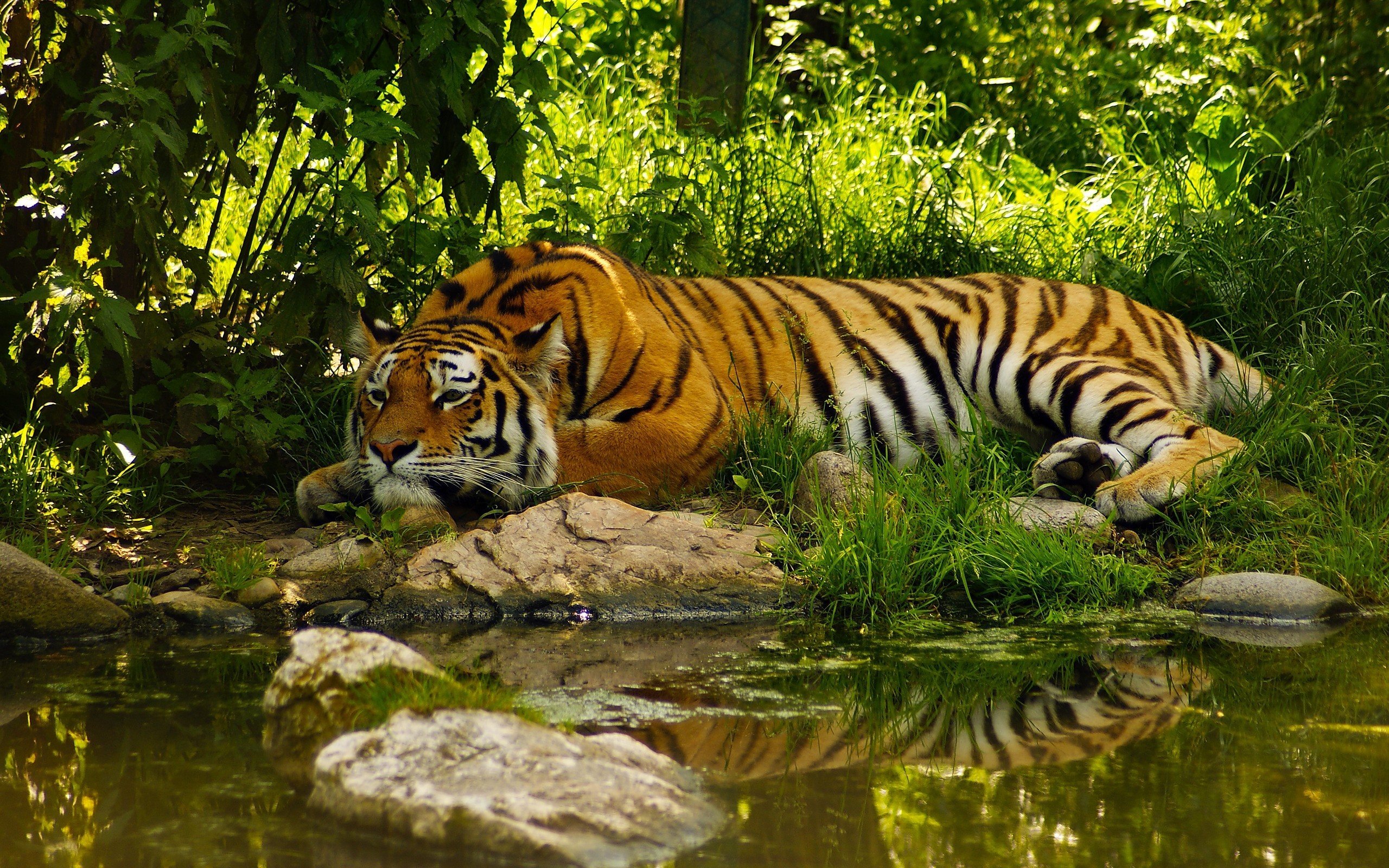 tiger, Jungles Wallpaper