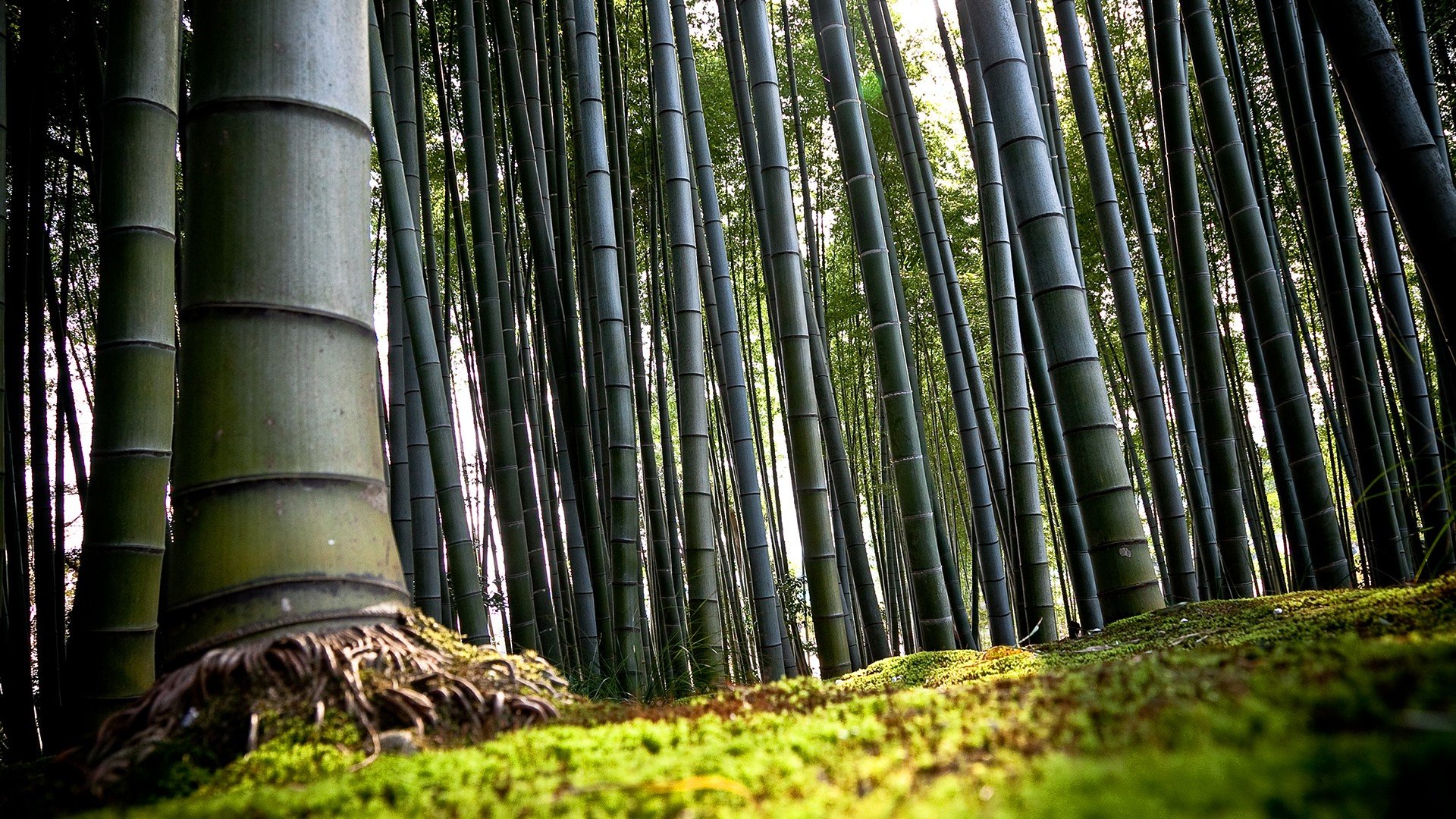 jungles, Bamboo Wallpaper