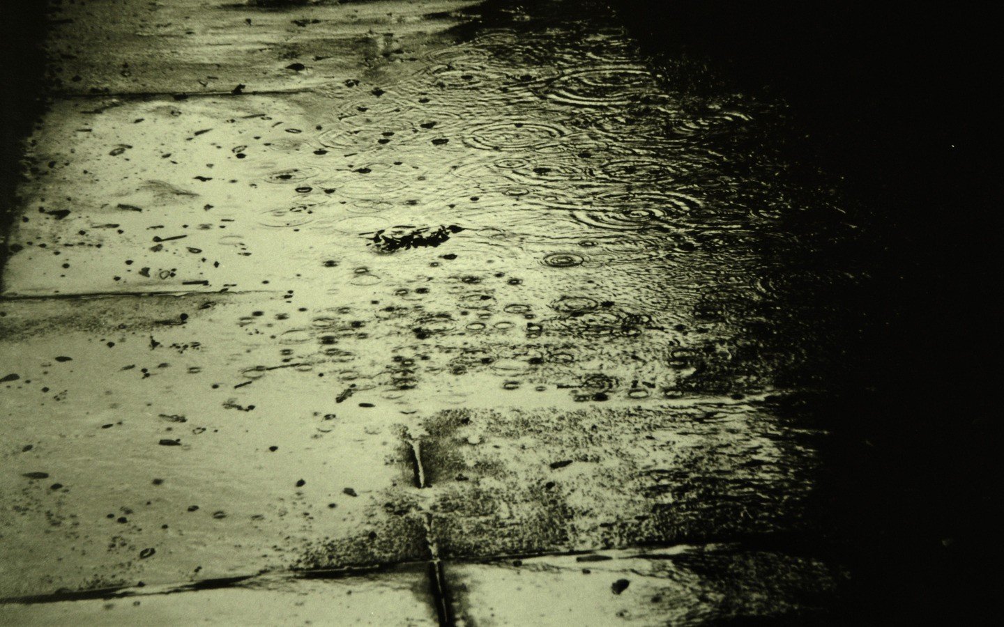 rain Wallpaper
