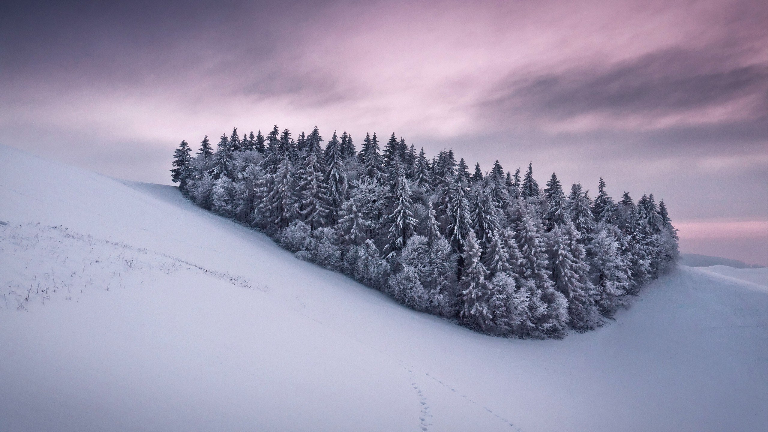 snow, Trees Wallpaper