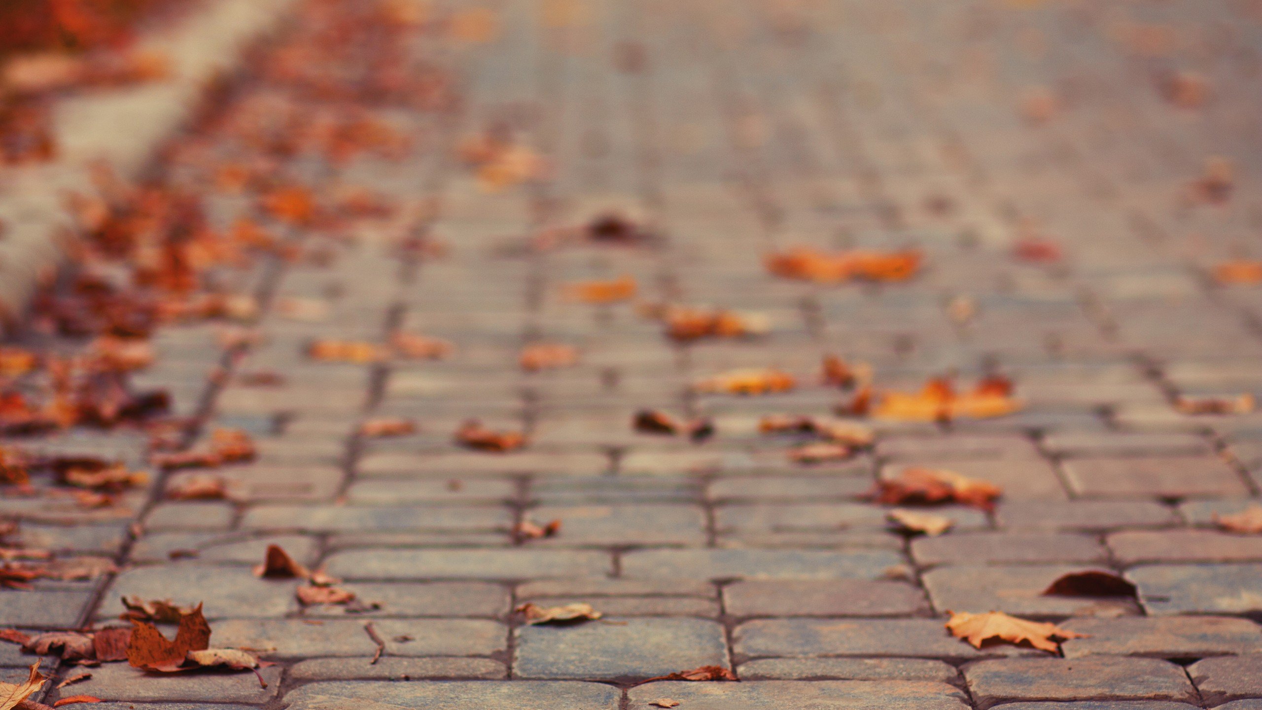 pavements, Leaves, Fall, Depth of field Wallpaper
