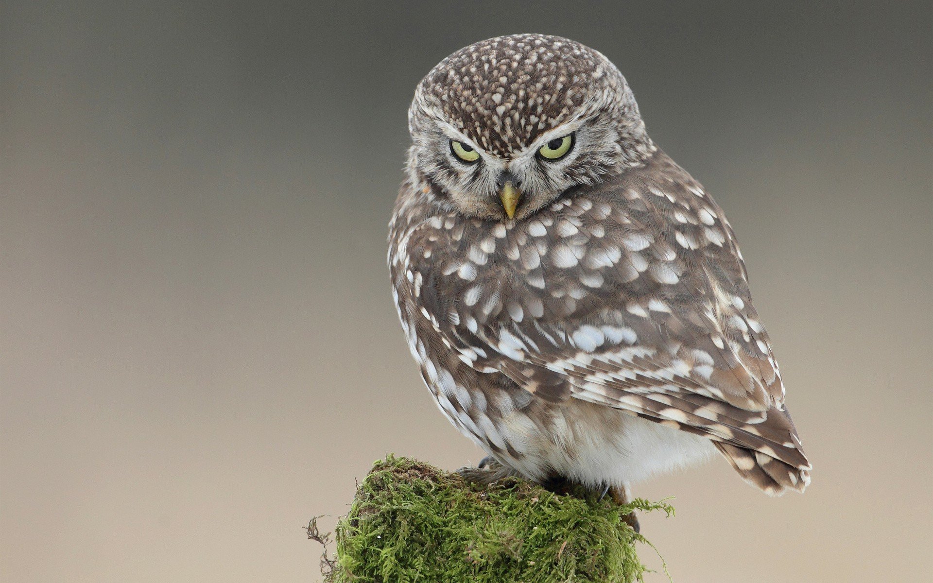 owl Wallpaper