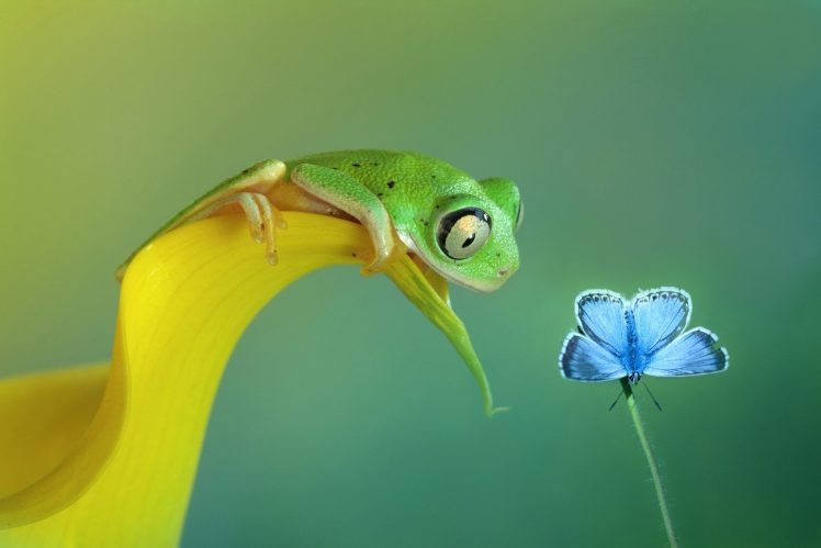 butterfly, Frog, Macro, Amphibian HD Wallpaper Desktop Background