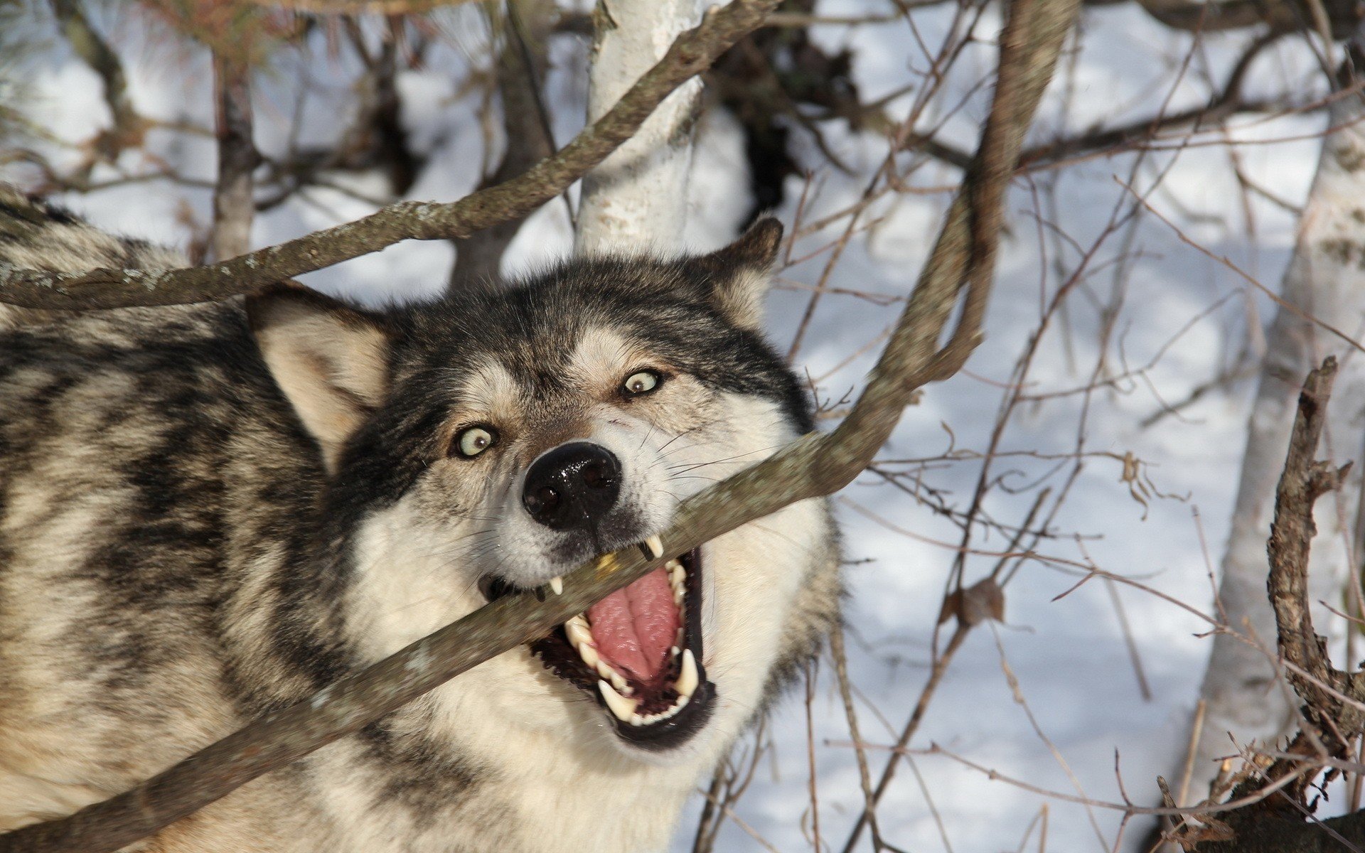 wolf, Snow Wallpaper