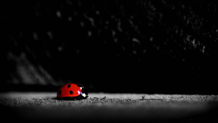 ladybugs HD Wallpaper Desktop Background