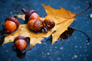 nuts, Rain, Macro, Leaves, Acorns