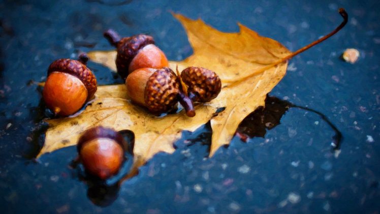 nuts, Rain, Macro, Leaves, Acorns HD Wallpaper Desktop Background