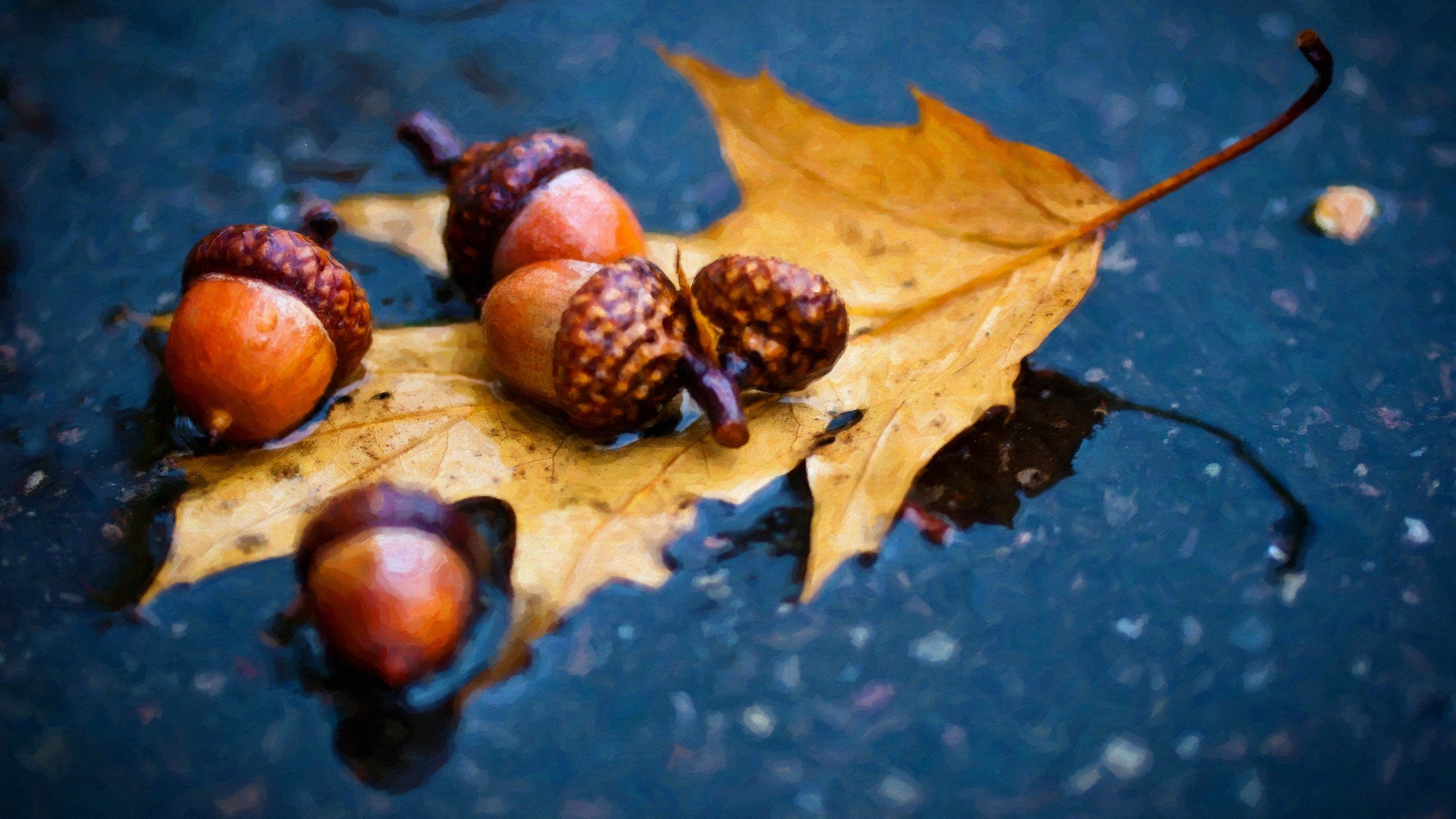nuts, Rain, Macro, Leaves, Acorns Wallpaper