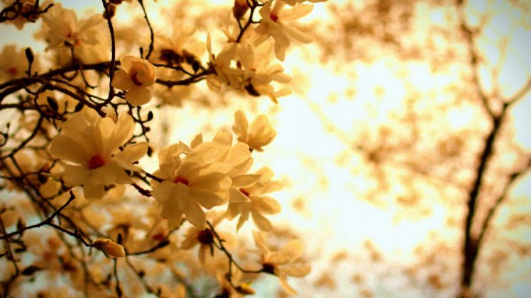 blossoms HD Wallpaper Desktop Background