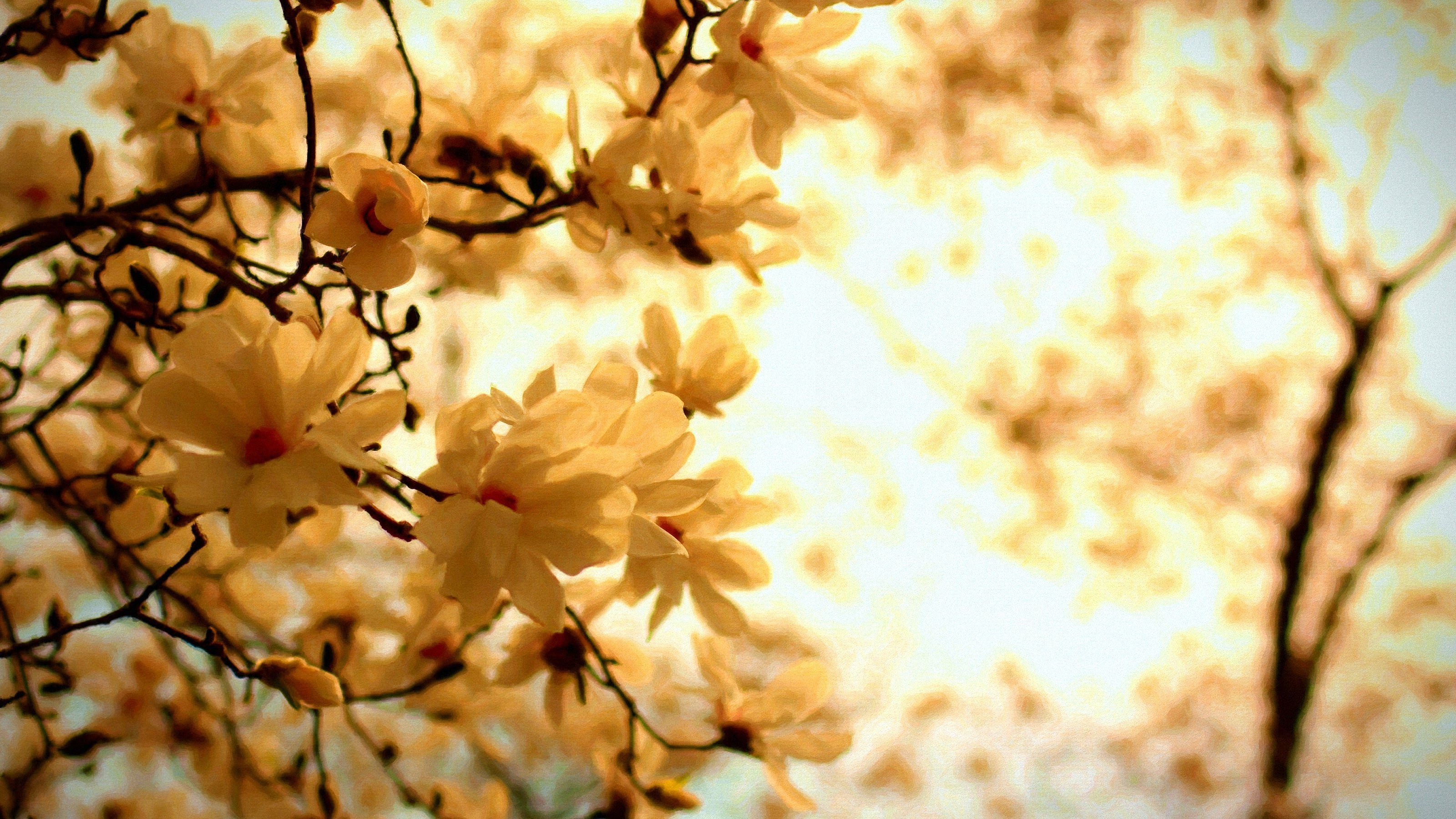 blossoms Wallpaper