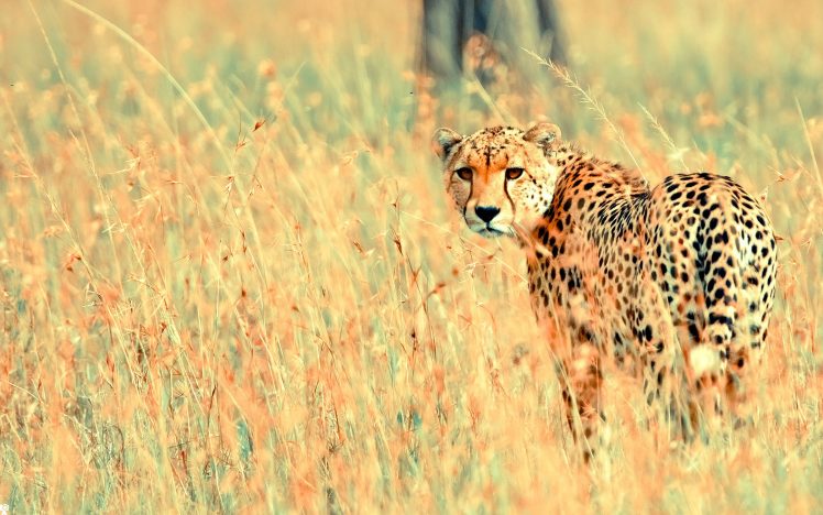 cheetahs HD Wallpaper Desktop Background