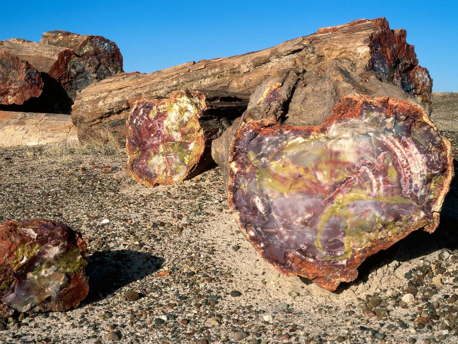 trees, Rock Wallpaper
