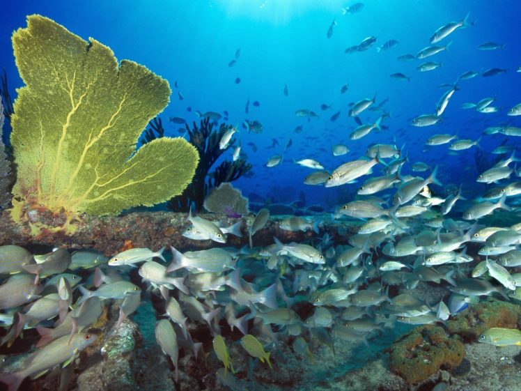 underwater, Fish, Coral HD Wallpaper Desktop Background
