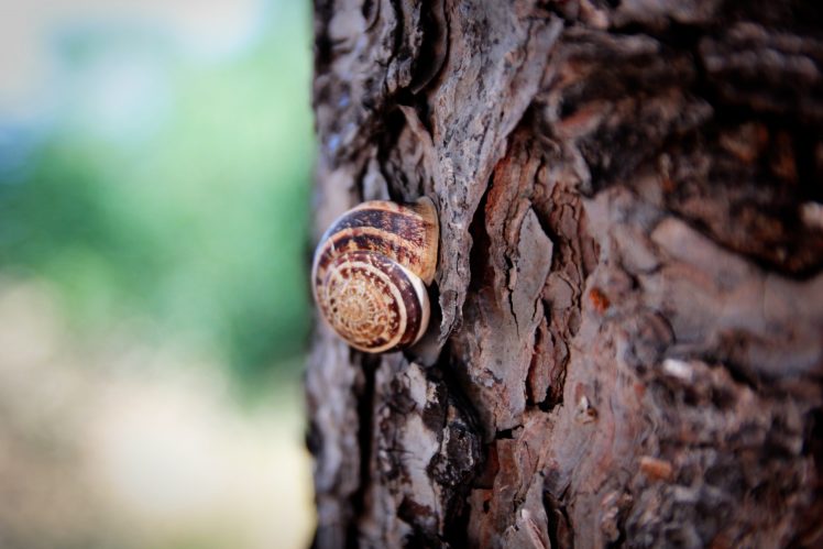 snail, Trees, Macro HD Wallpaper Desktop Background